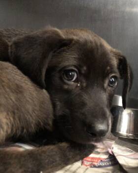 Labrador Retriever Dogs Available for Adoption in Parma, Ohio - Wolfie | PetCurious