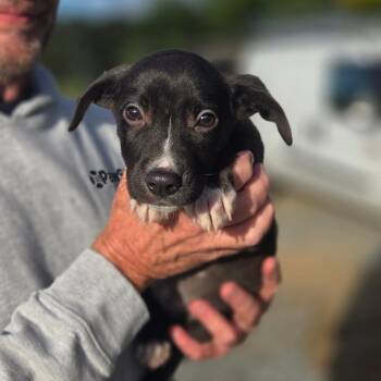 CT Poppy avail Sep 26 (Cropley