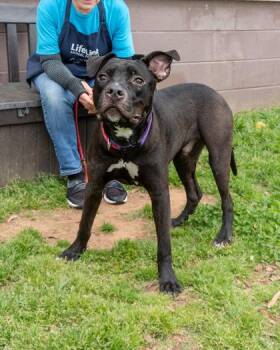 Jumble -  Mixed Breed Dog for Adoption in Chamblee, Georgia - Jumble | PetCurious