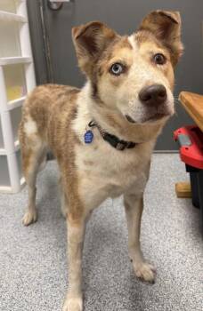 Winnie -  Australian Cattle Dog Blue Heeler Dog for Adoption in Bartlesville, Oklahoma - Winnie | PetCurious