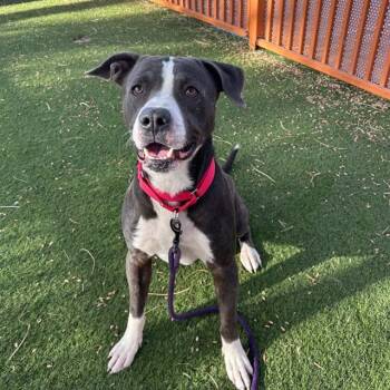 NACHO PRETZEL -  Pit Bull Terrier Dog for Adoption in Las Vegas, Nevada - NACHO PRETZEL | PetCurious