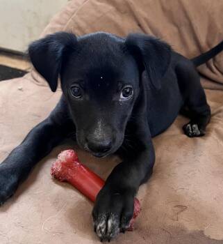Labrador Retriever Dogs Available for Adoption in Andover, Massachusetts - Beverly | PetCurious
