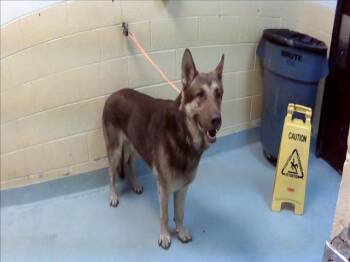 German Shepherd Dog Dogs Available for Adoption in Tulsa, Oklahoma - BARON | PetCurious