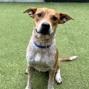 Rigatoni -  Fox Terrier and Mixed Breed Dog for Adoption in Bellevue, Washington - Rigatoni | PetCurious