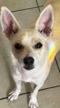 Maybelline -  Chihuahua and Terrier Dog for Adoption in West Hollywood, California - Maybelline | PetCurious