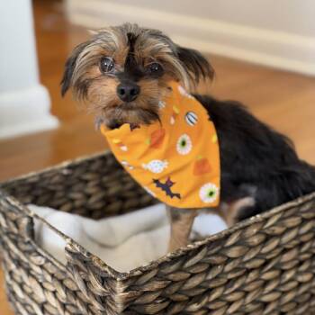 Pixie -  Yorkshire Terrier Dog for Adoption in Medford Lakes, New Jersey - Pixie | PetCurious