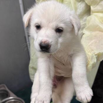 Wite Out -  Husky Dog for Adoption in Pekin, Illinois - Wite Out | PetCurious