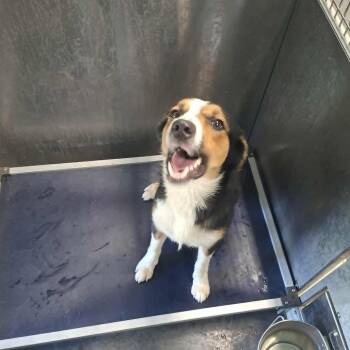 Shepherd Dogs Available for Adoption in Hannibal, Missouri - Owen | PetCurious