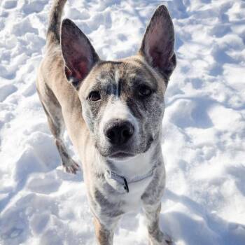 Shepherd and Pit Bull Terrier Dogs Available for Adoption - Wiley | PetCurious