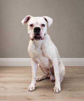 Baxter JC -  Boxer Dog for Adoption in Georgetown, Ohio - Baxter JC | PetCurious