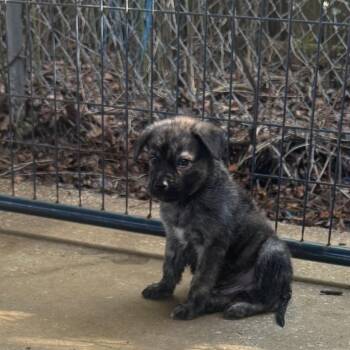 Tiny Tim -  German Shepherd Dog Dog for Adoption in Hinesville, Georgia - Tiny Tim | PetCurious