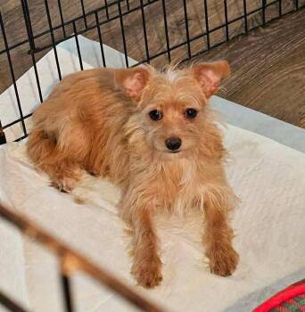Rescue Terrier Dogs for Adoption in Uxbridge, Massachusetts - Reba | PetCurious
