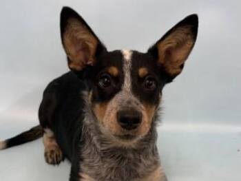 Bartholomew -  Mixed Breed Dog for Adoption in Golden Valley, Minnesota - Bartholomew | PetCurious