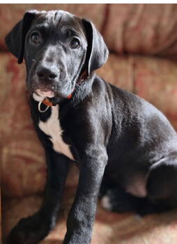 Rescue Labrador Retriever Dogs for Adoption in Barnhart, Missouri - Gemma | PetCurious