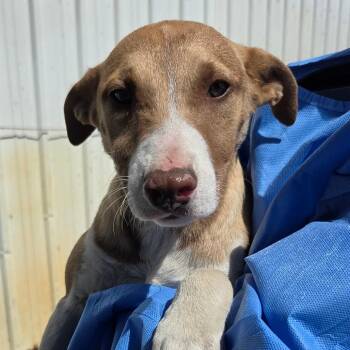 Papaya -  Mixed Breed Dog for Adoption in Redwood Valley, California - Papaya | PetCurious