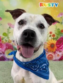 Mixed Breed Dogs Available for Adoption in Flint, Michigan - Rusty | PetCurious