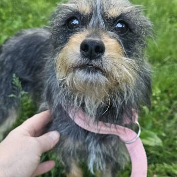 Patterdale Terrier Fell Terrier Dogs Available for Adoption in Columbia, Missouri - Gertrude (Gertie) | PetCurious