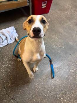 Amber -  Mixed Breed Dog for Adoption in Ocala, Florida - Amber | PetCurious