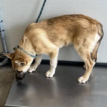 Mixed Breed Dogs Available for Adoption in Las Cruces, New Mexico - Buffalo | PetCurious