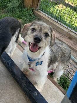McDonald -  Terrier and Mixed Breed Dog for Adoption in Fort Collins, Colorado - McDonald | PetCurious