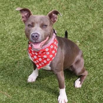 Mixed Breed Dogs Available for Adoption in Athens, Georgia - Parker | PetCurious