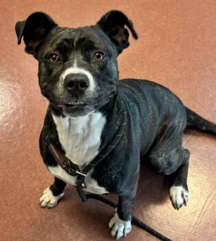 Pit Bull Terrier Dogs Available for Adoption in Oakland, California - Moolah | PetCurious