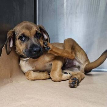 Terrier and Mixed Breed Dogs Available for Adoption in New York, New York - Enrique | PetCurious
