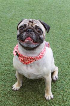 ZuZu -  Pug Dog Available for Adoption in Gardena, California - ZuZu | PetCurious