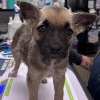 Arya -  German Shepherd Dog Dog for Adoption in Allegan, Michigan - Arya | PetCurious