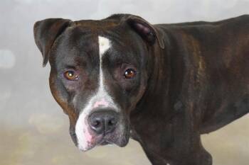 Rescue Pit Bull Terrier and Mixed Breed Dogs for Adoption in Fort Lauderdale, Florida - PAPA BEAR | PetCurious