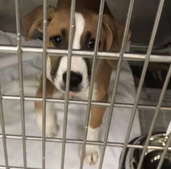 Bobby joe -  Boxer Dog for Adoption in Parma, Ohio - Bobby Joe | PetCurious