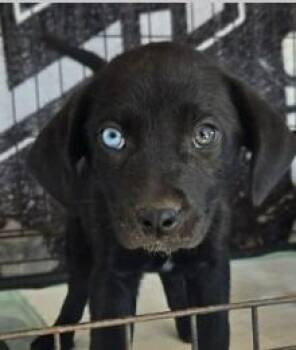 Labrador Retriever and Terrier Dogs Available for Adoption - Harley | PetCurious