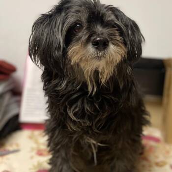 Maltese and Mixed Breed Dogs Available for Adoption - Florence | PetCurious