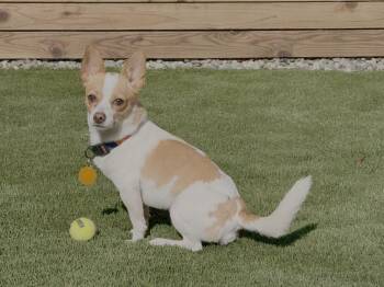 Roadie -  Chihuahua Dog for Adoption in Seattle, Washington - Roadie | PetCurious