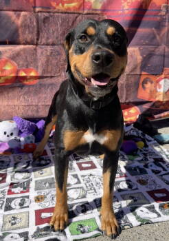 Rescue Rottweiler and Doberman Pinscher Dogs for Adoption in Dana Point, California - Chongers | PetCurious