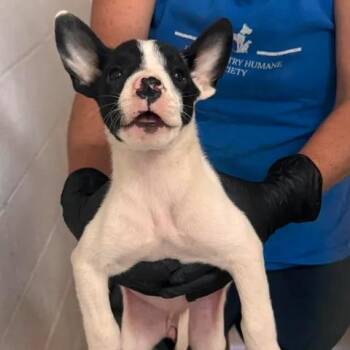 Milk Shake -  Mixed Breed Dog for Adoption in Buchanan Dam, Texas - Milk Shake | PetCurious