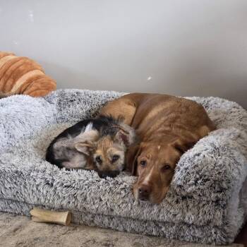 Mixed Breed Dogs Available for Adoption in Buffalo, Minnesota - Skittles | PetCurious