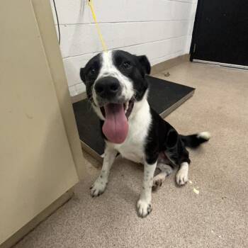 Chaz -  Border Collie Dog for Adoption in Ardmore, Oklahoma - Chaz | PetCurious