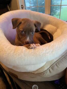 Maple Muffin -  Labrador Retriever Dog for Adoption in Silsbee, Texas - Maple Muffin | PetCurious