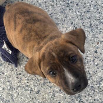 Chip -  Pit Bull Terrier and Mixed Breed Dog for Adoption in Taos, New Mexico - Chip | PetCurious