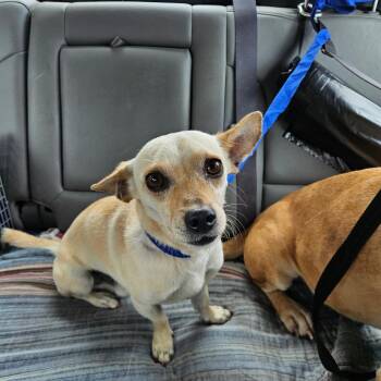 Chihuahua and Mixed Breed Dogs Available for Adoption in Lake Jackson, Texas - Fire | PetCurious