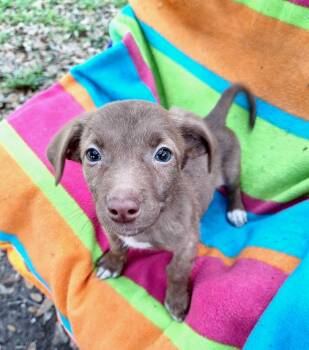 Dachshund and Chihuahua Dogs Available for Adoption in Missouri City, Texas - Erena WA14418-T LOCAL Adoption Event In Bellevue 5-24 | PetCurious