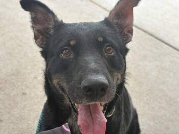 LILLY PAD -  German Shepherd Dog and Mixed Breed Dog for Adoption in Tulsa, Oklahoma - LILLY PAD | PetCurious