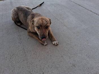 German Shepherd Dog and Australian Cattle Dog Blue Heeler Dogs Available for Adoption - ARNOLD | PetCurious