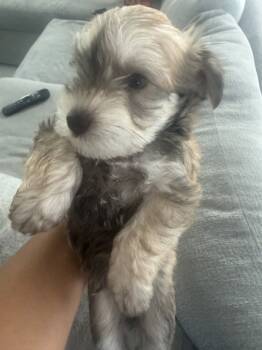 Truffles -  Miniature Schnauzer Dog for Sale in Miami Gardens, Florida - Truffles | PetCurious