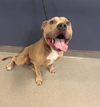 American Bulldog and Mixed Breed Dogs Available for Adoption in Doral, Florida - GHOST | PetCurious