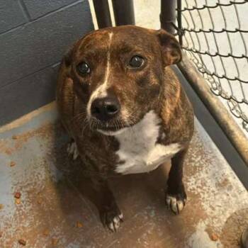 Mixed Breed Dogs Available for Adoption in Gadsden, Alabama - Suzie | PetCurious