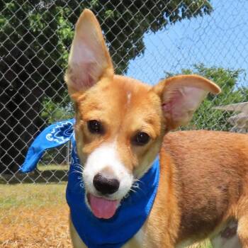 Ernie -  Basenji and Mixed Breed Dog for Adoption in Wadena, Minnesota - Ernie | PetCurious