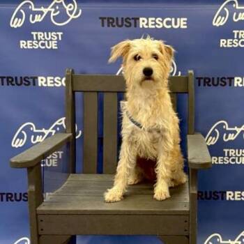 BIANCA -  Terrier and Mixed Breed Dog for Adoption in Waterford, New Jersey - BIANCA | PetCurious