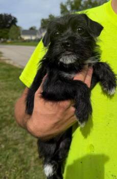 Anna -  Terrier Dog for Adoption in Grafton, Wisconsin - Anna | PetCurious
